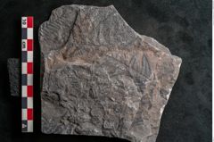 Foto (Detailansicht) von Senftenbergia crenata Lindl. et H. (NHMW-GEO-2024-0188-10941)